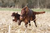 SETTER IRLANDAIS 460